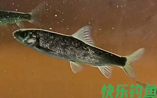 赤鳞鱼
