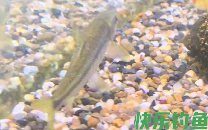 赤鳞鱼