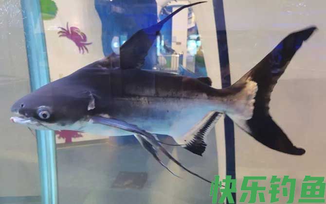 成吉思汗鲨