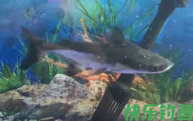 成吉思汗鲨