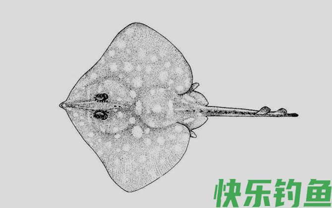 斑鳐