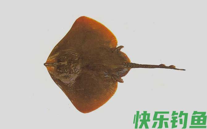 斑鳐