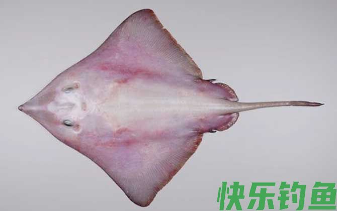 斑鳐