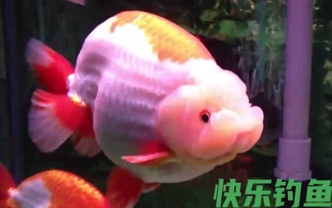 金鱼