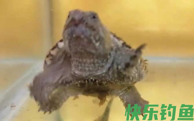 佛罗里达鳄龟