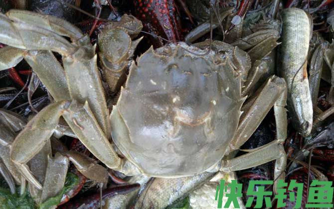 大闸蟹