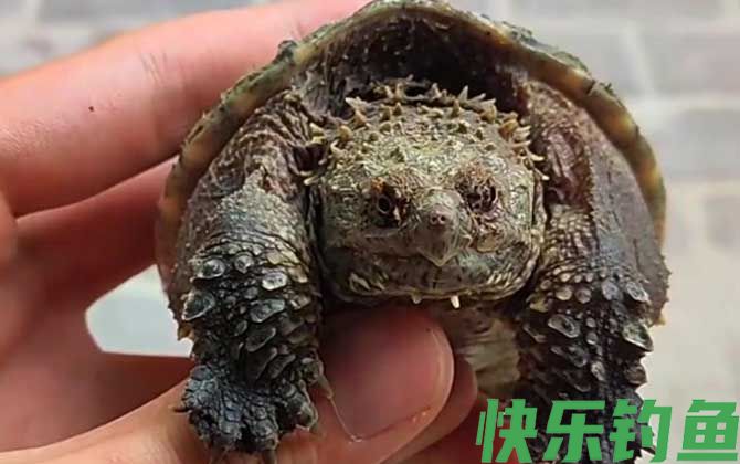 佛罗里达鳄龟
