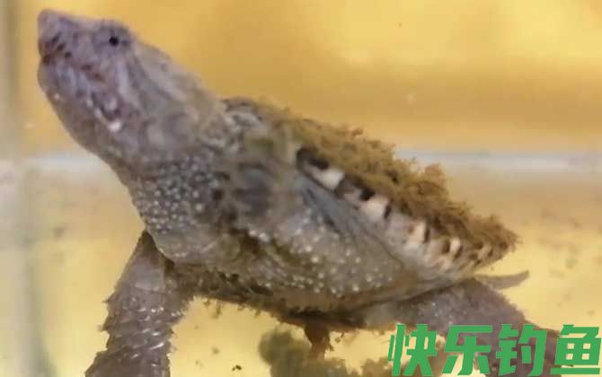 佛罗里达鳄龟