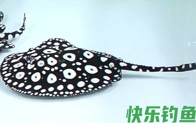 魟鱼