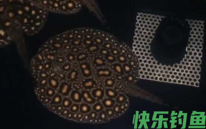 魟鱼