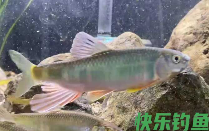 宽鳍鱲
