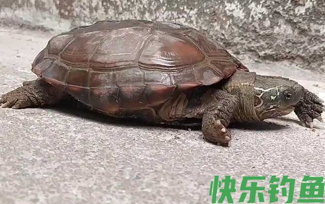 草龟