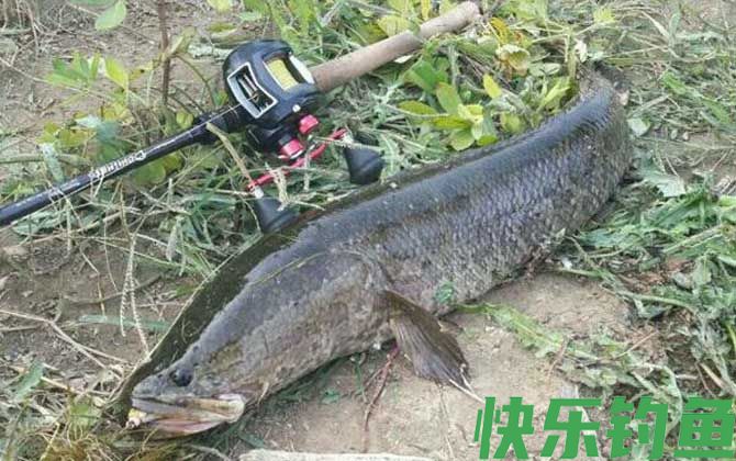 黑鱼