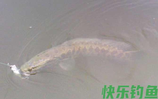黑鱼