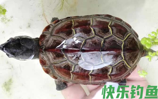 草龟