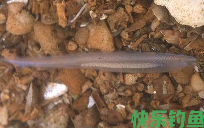 文昌鱼