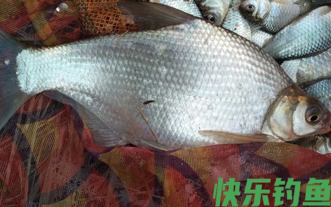 武昌鱼