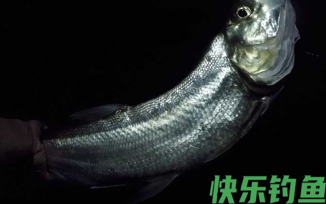 翘嘴