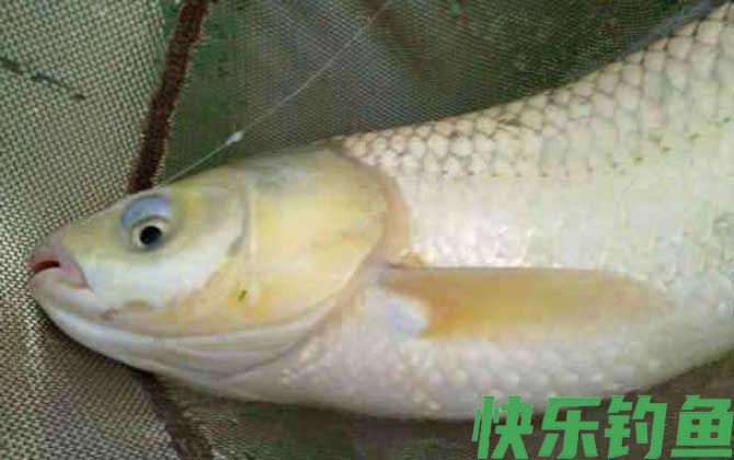 鲮鱼