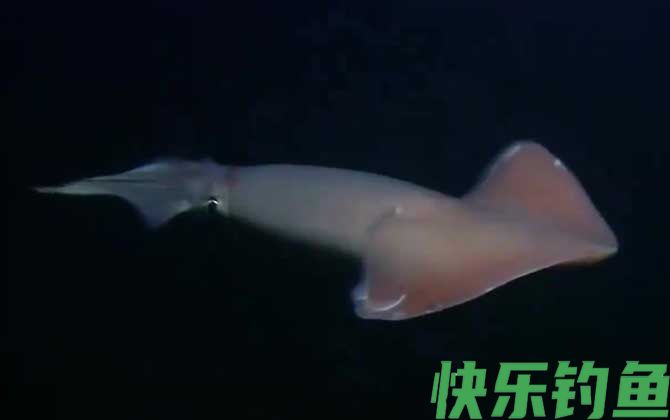 大王乌贼