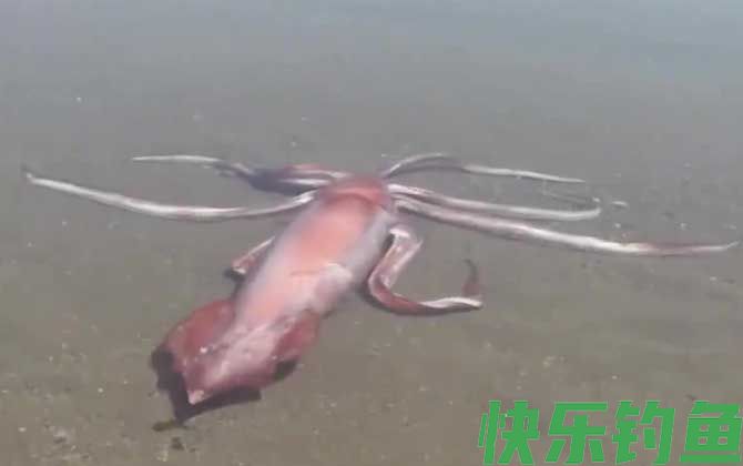 大王乌贼