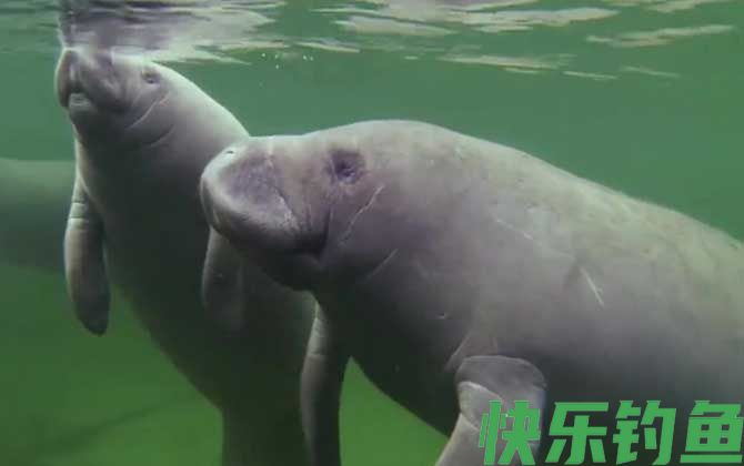 海牛