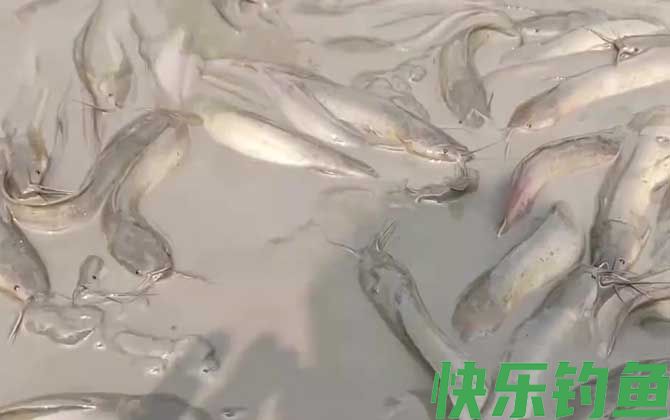 埃及胡子鲶
