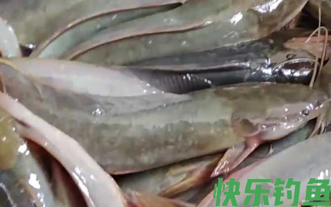 埃及胡子鲶