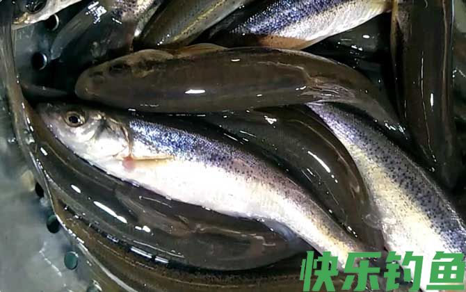 柳根鱼