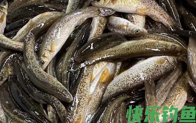 柳根鱼