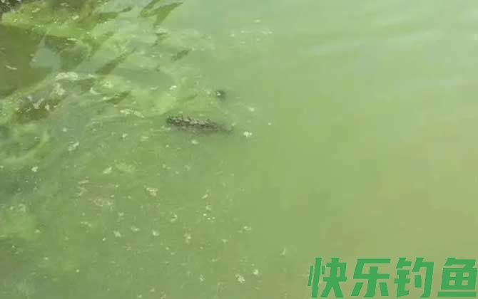 鱼塘