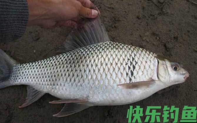 鲮鱼