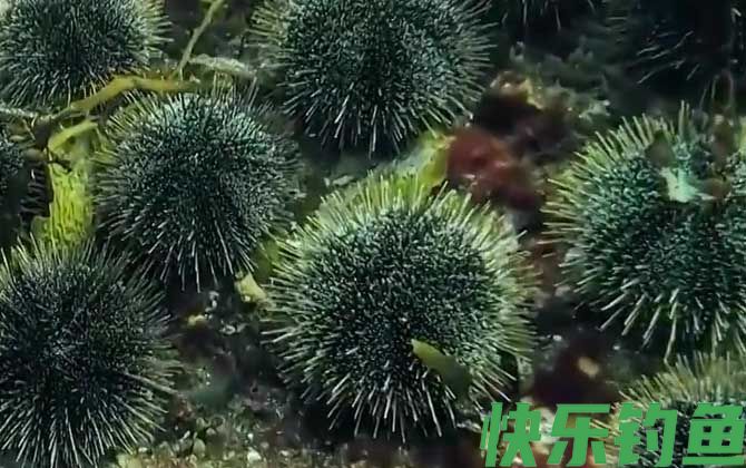 海胆