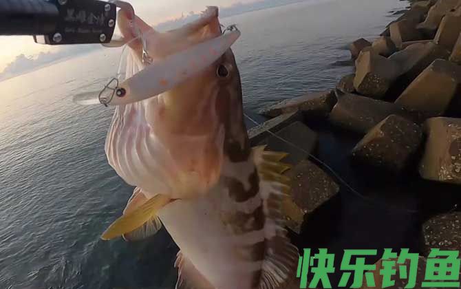 油斑鱼