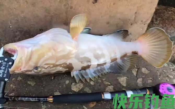 油斑鱼