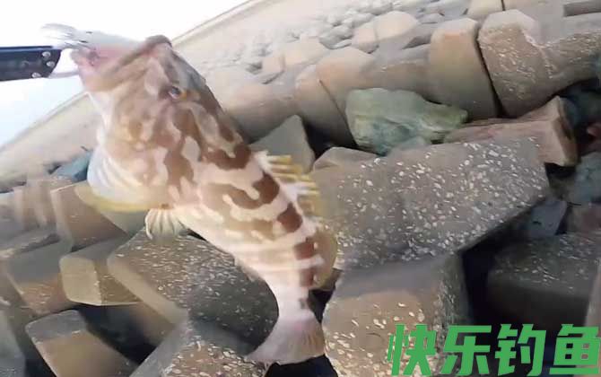 油斑鱼