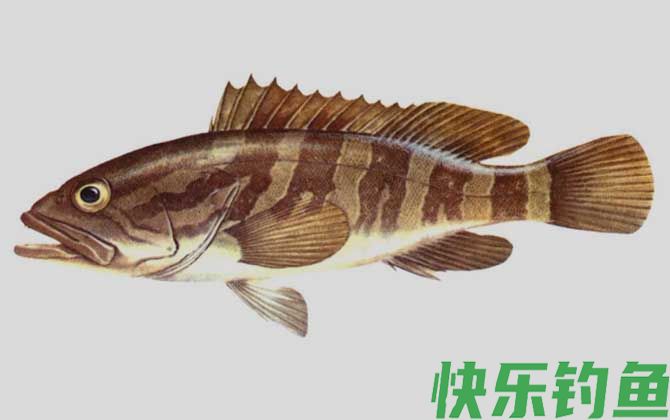 油斑鱼
