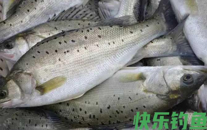 鲈鱼