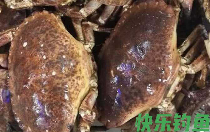 面包蟹