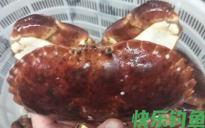 面包蟹