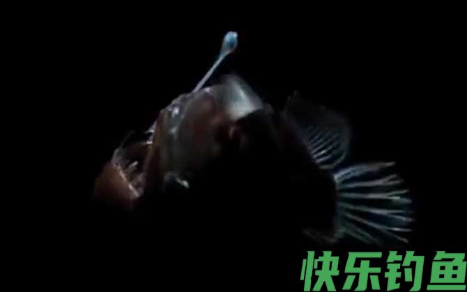 先生鱼