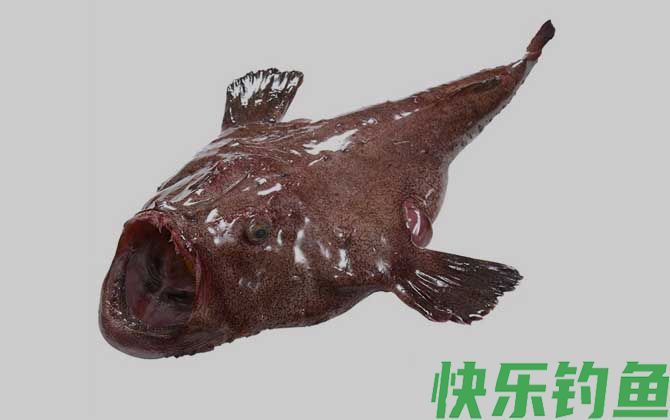 先生鱼