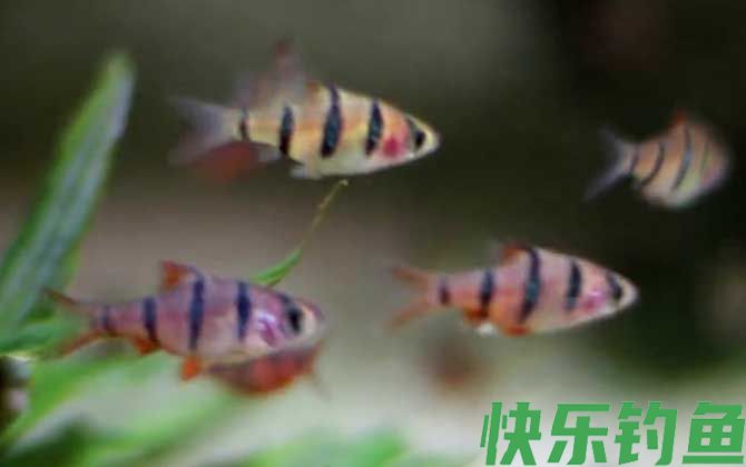 虎皮鱼