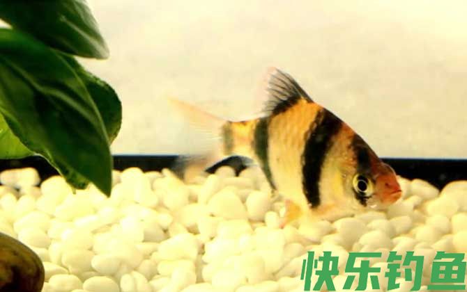 虎皮鱼