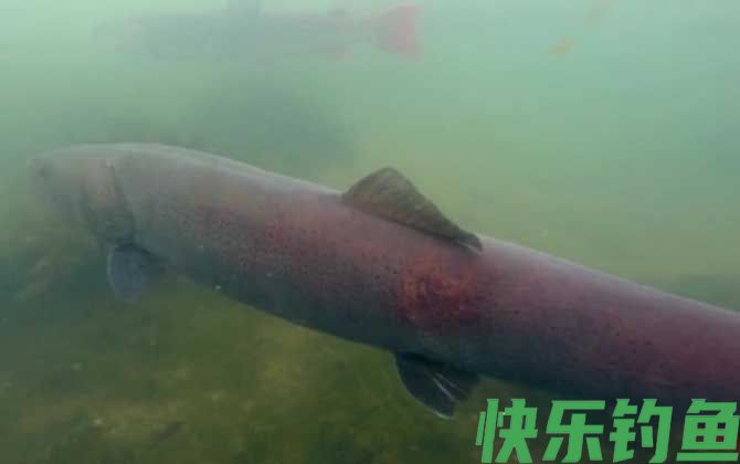 哲罗鲑