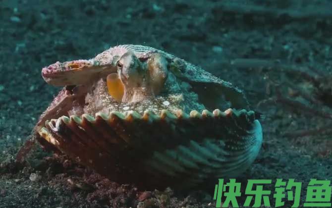 八爪鱼
