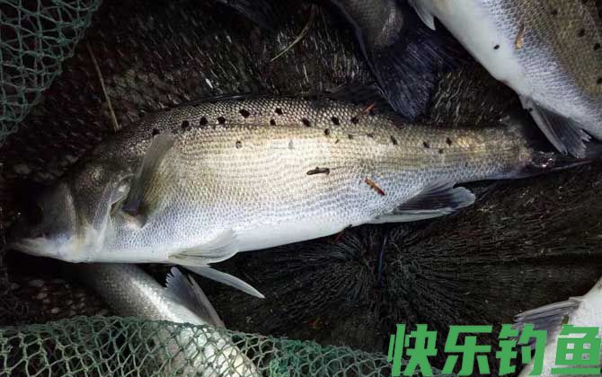 鲈鱼