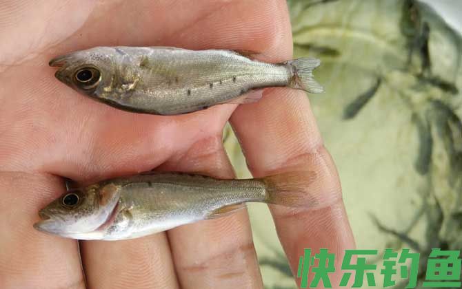 鲈鱼