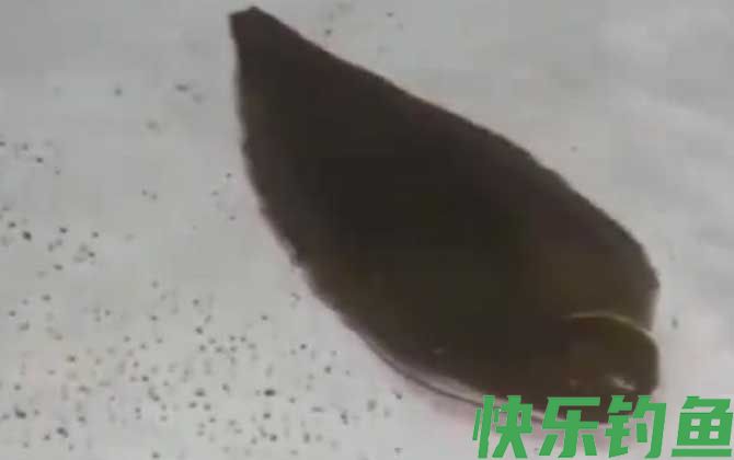 比目鱼
