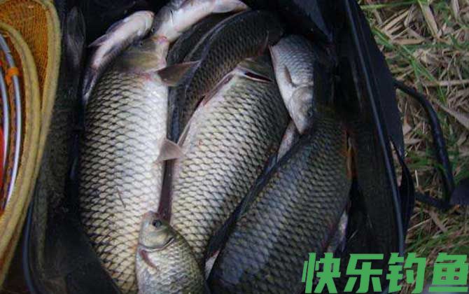 鲤鱼
